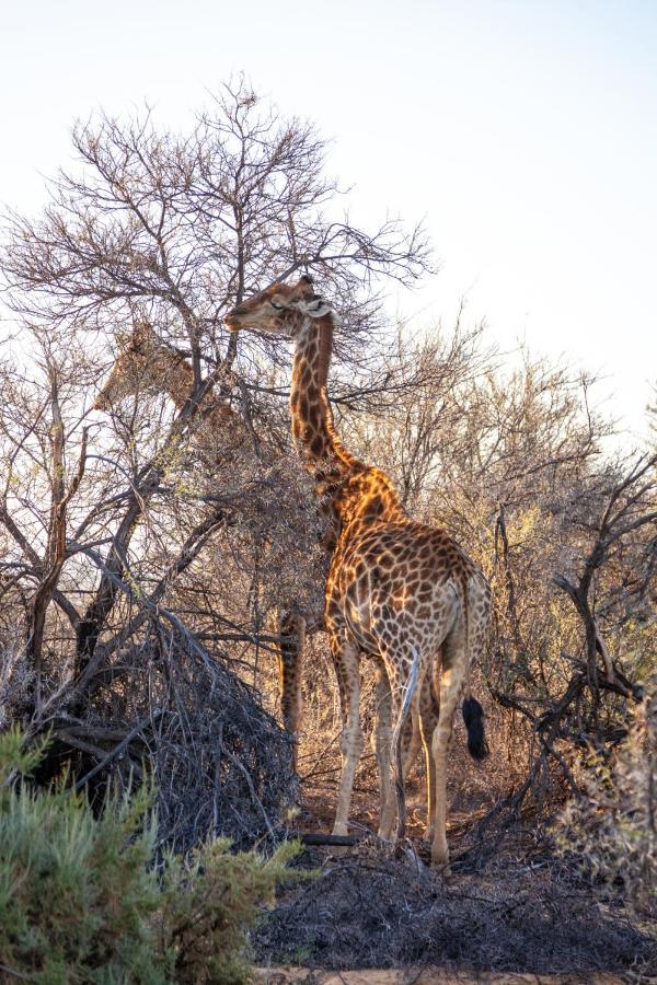 Lodge Inverdoorn Game Reserve *